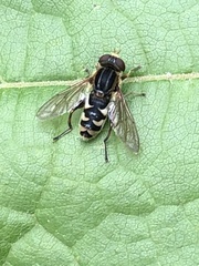Anasimyia anausis