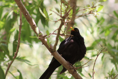 Turdus merula