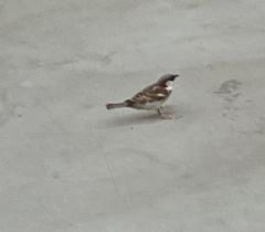 Passer domesticus