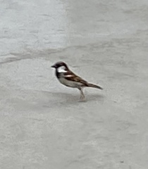 Passer domesticus
