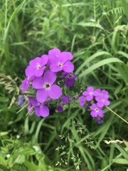 Hesperis matronalis