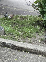 Columba livia