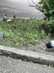 Columba livia