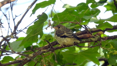 Muscicapa striata