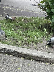 Columba livia