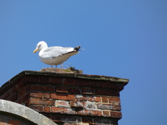 Larus argentatus
