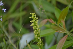 Platanthera flava herbiola