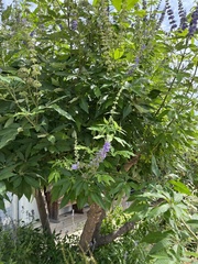 Vitex agnus-castus