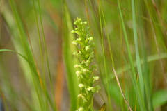 Platanthera flava herbiola