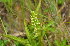 Platanthera flava herbiola