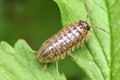 Armadillidium saxivagum