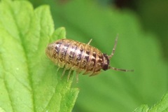 Armadillidium saxivagum