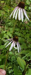 Echinacea sanguinea