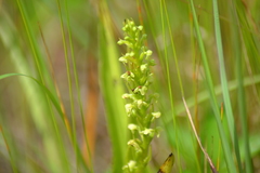 Platanthera flava herbiola