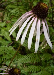 Echinacea sanguinea