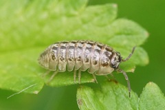 Armadillidium saxivagum