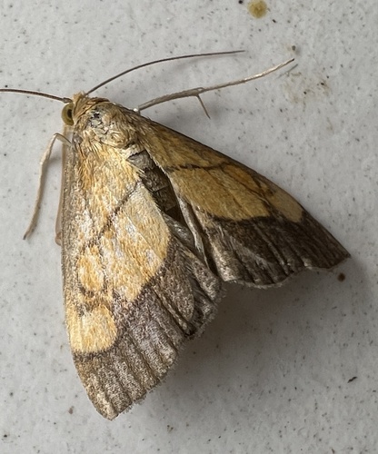 Dark Bordered Pearl, Heemskerklaan, Velp, Gelderland, NL, photo 7 of 10