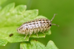 Armadillidium saxivagum