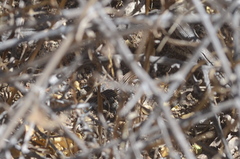 Aspidoscelis hyperythrus hyperythrus