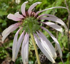 Echinacea sanguinea