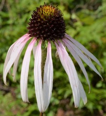 Echinacea sanguinea