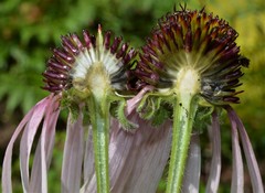 Echinacea sanguinea