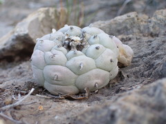 Lophophora williamsii