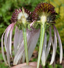 Echinacea sanguinea