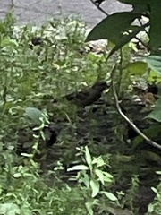 Passer domesticus