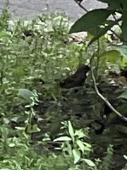 Passer domesticus