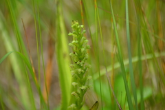 Platanthera flava herbiola