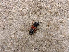 Staphylinus caesareus