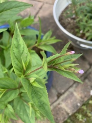 Epilobium montanum
