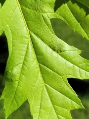 Eriophyes aceris