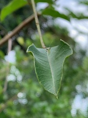 Photiomantis planicephala