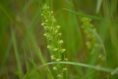 Platanthera flava herbiola