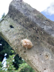 Photiomantis planicephala