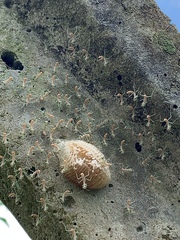 Photiomantis planicephala