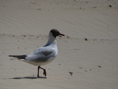 Chroicocephalus ridibundus