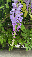 Wisteria sinensis