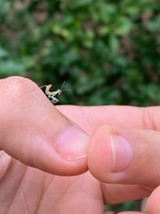 Photiomantis planicephala