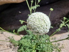 Daucus carota hispanicus