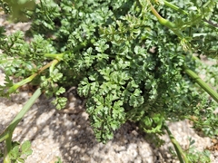 Daucus carota hispanicus
