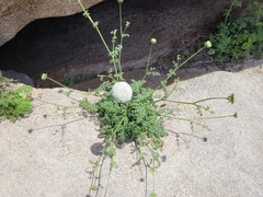 Daucus carota hispanicus