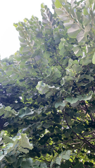 Magnoliopsida