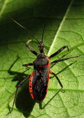 Rhynocoris bipustulatus