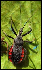 Rhynocoris bipustulatus