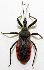 Rhynocoris bipustulatus