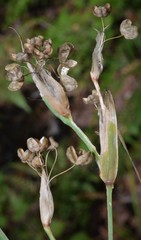 Sisyrinchium elizabethiae