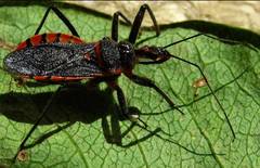 Rhynocoris bipustulatus